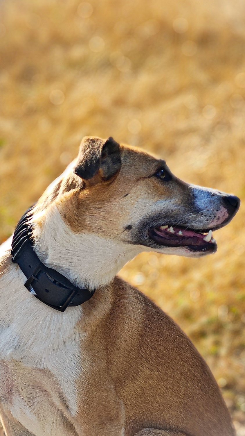 Karla mit schwarzem Halsband